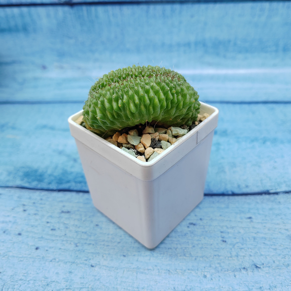 Mammillaria Spinosissima Un pico cristata (Маммилярия)