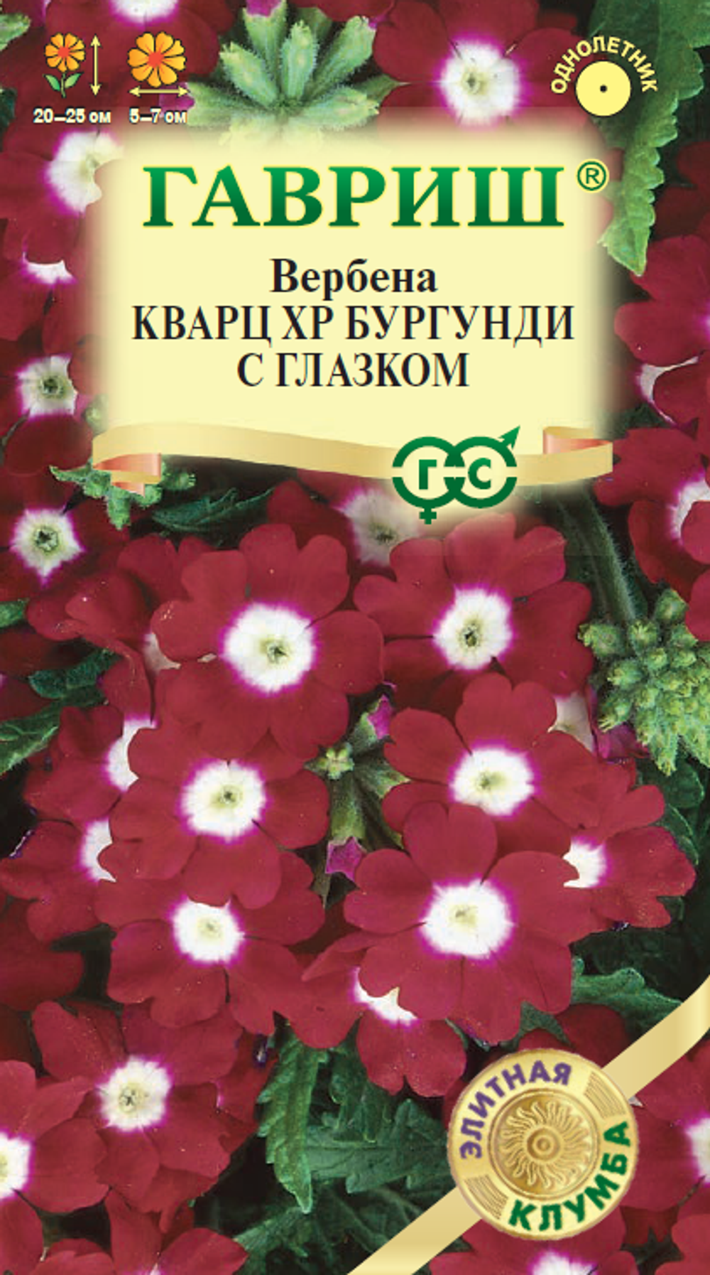 verbena_mini4