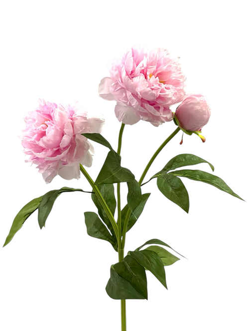 Пион розовый