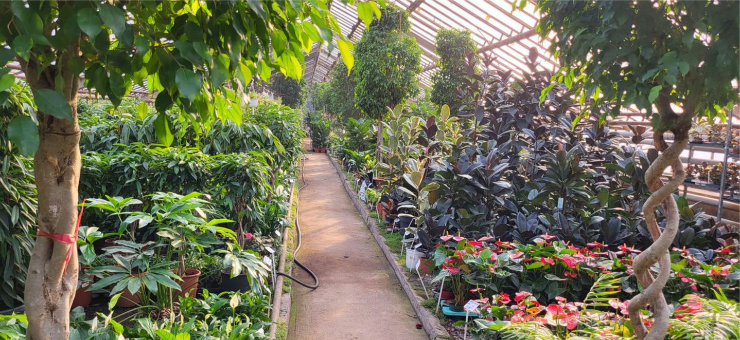 Тропические растения