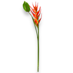 Цветок стрелиции оранжевый с листом