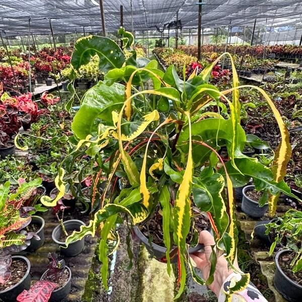 Грунты, субстраты и подкормка (удобрения)