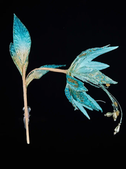 Декоративный цветок Стерлиции 41 см., бирюзовый, на клипсе, Christmas DeLuxe (88966)