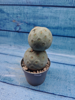 Tephrocactus Geometricus (Тефрокактус)