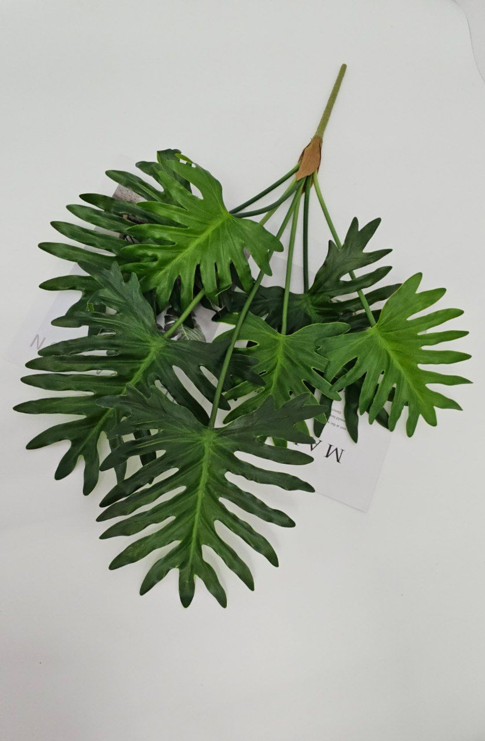 Филодендрон / Арт 6370