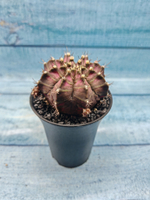 Gymnocalycium T-Rex Pink hybrid (Гимнокалициум T-rex)