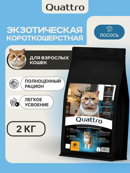 Корм сухой для взрослых кошек породы Экзотическая короткошерстная, с лососем, 2 кг, QUATTRO