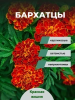 Бархатцы Красная вишня