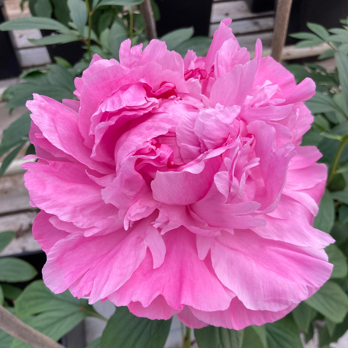 ♛ Александр Флеминг (Dr. Alexander Fleming) — букет ароматных пионов Фея розы