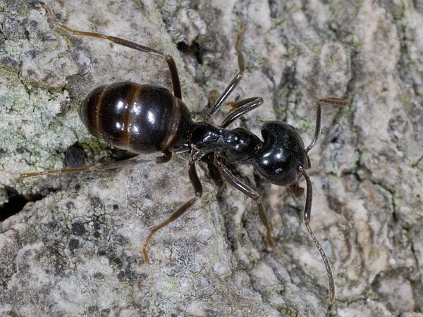 Lasius fuliginosus