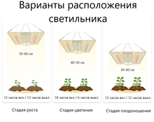 растерния