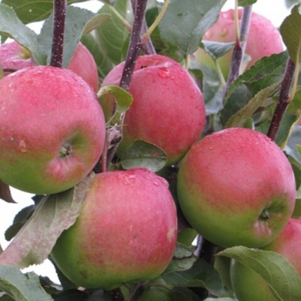 Яблоня Былина