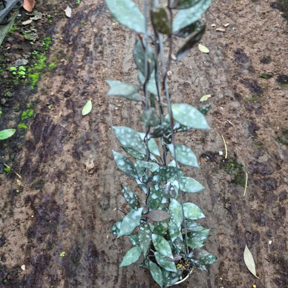 Хойя LACUNOSA GOTHIK