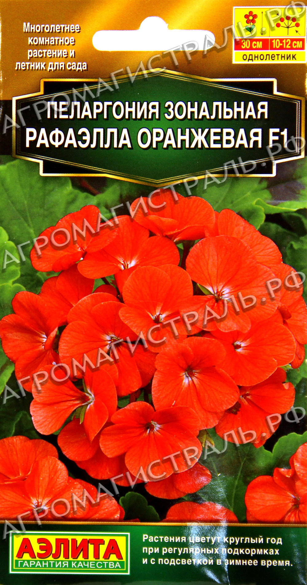 Пеларгония Рафаэлла оранжевая Аэлита Ц