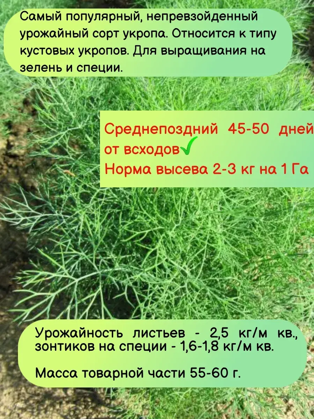 Укропа Аллигатор кустовой на зелень