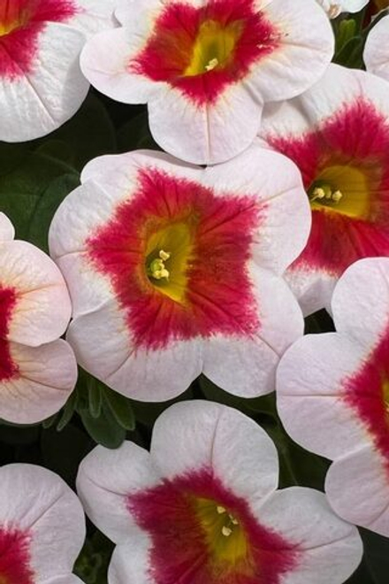 ЕВРО Calibrahoa Eyecatcher White. ОКС укорененный черенок 15-20 февраля
