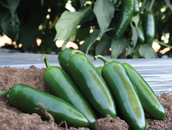 КАНАРИО РЕАЛ F1 семена перца острого Clause купить – фото 1