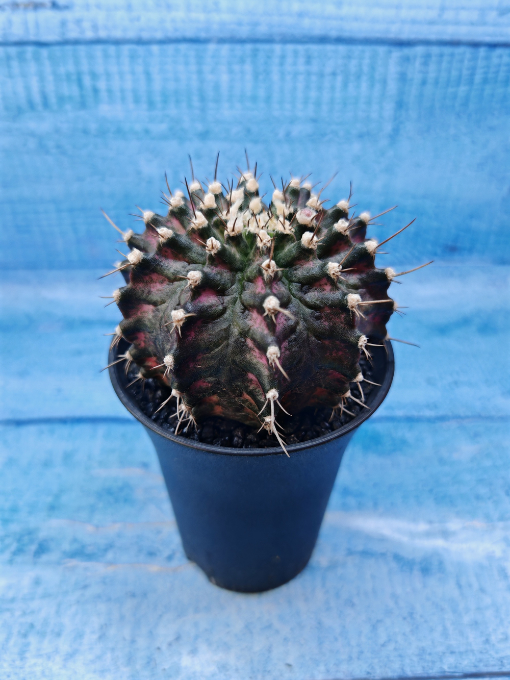 Gymnocalycium T-Rex Pink hybride (Гимнокалициум T-rex)