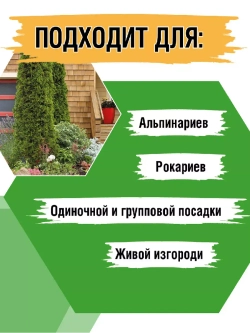 Туя саженец западная Холмструп хвойные деревья