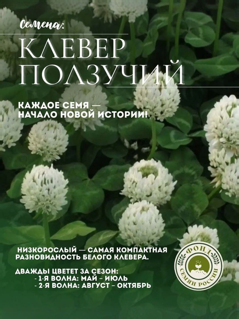 Мавританский газон "Альпийский луг", семена 30 грамм, 2 кв.м.