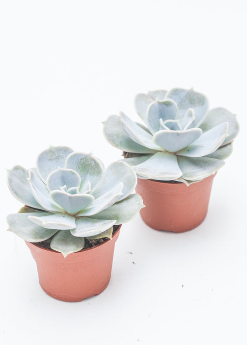 Эхеверия Лилацина