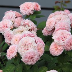 Вильям Кристи (William Christie)