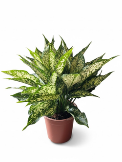 Аглаонема Lemon Queen д.14