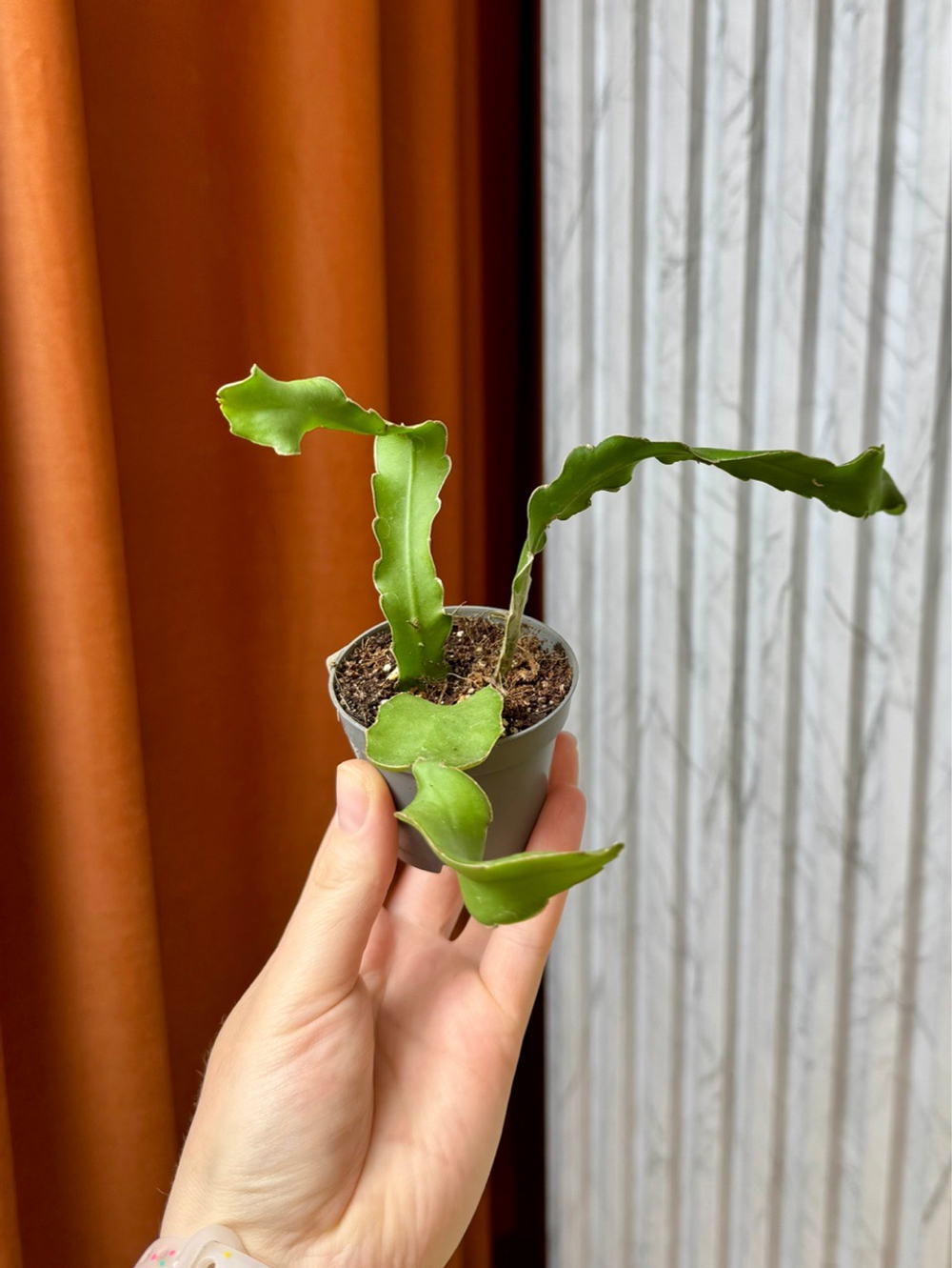 Эпифиллум Гватемальский, D6см Н15см, 1шт, Urban Jungle
