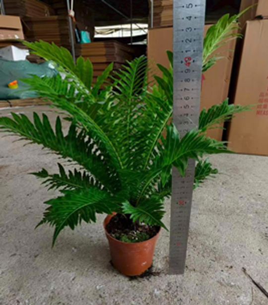 Папоротник Blechnum gibbum д.12
