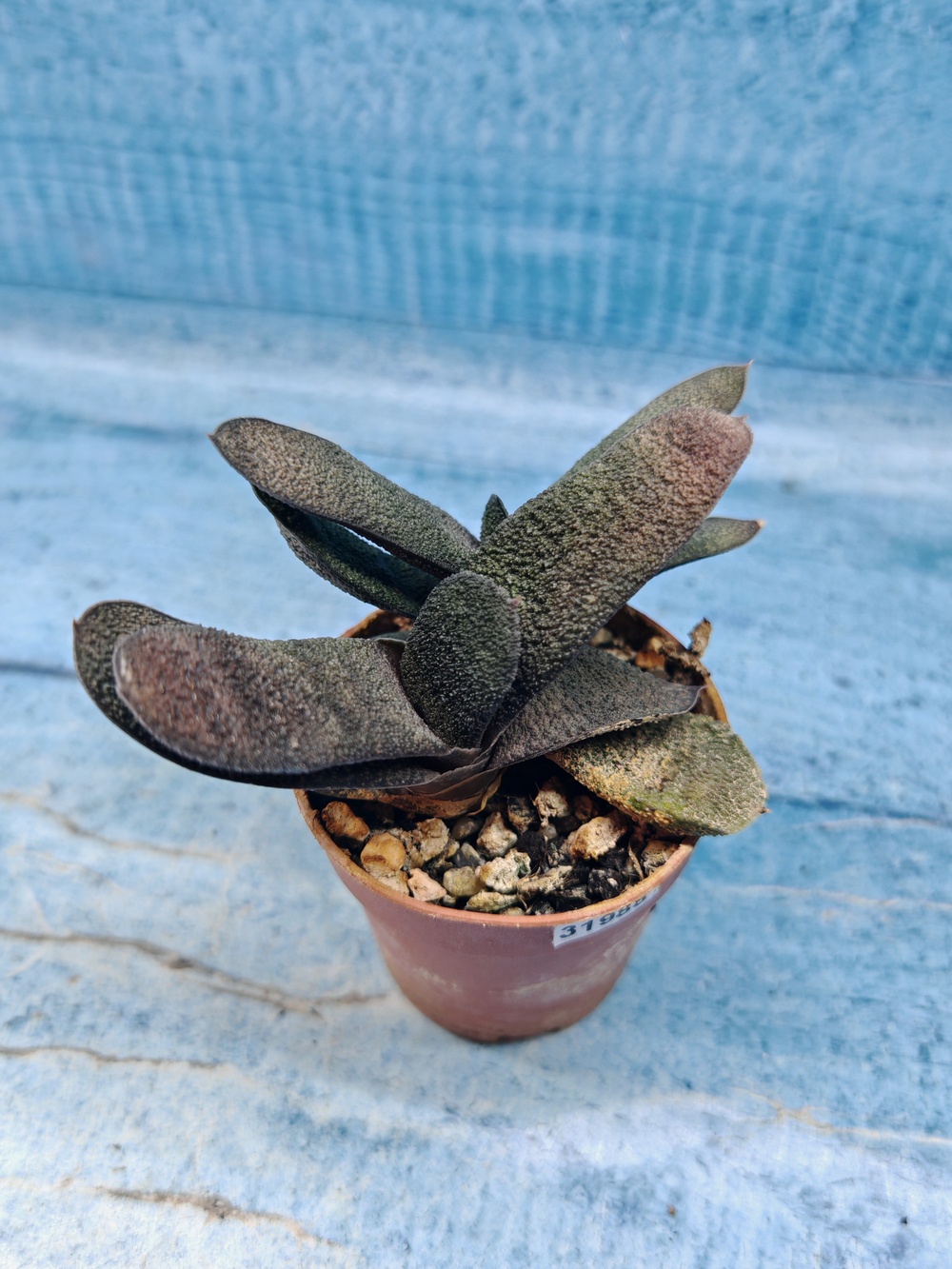 Gasteria Batesiana (Гастерия)