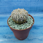 Astrophytum Asterias "Super Kabuto" (Астрофитум)