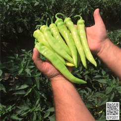 Ангара F1 семена перца острого (Bejo / Бейо)