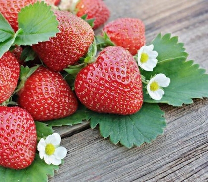 Земляника крупноплодная Полка