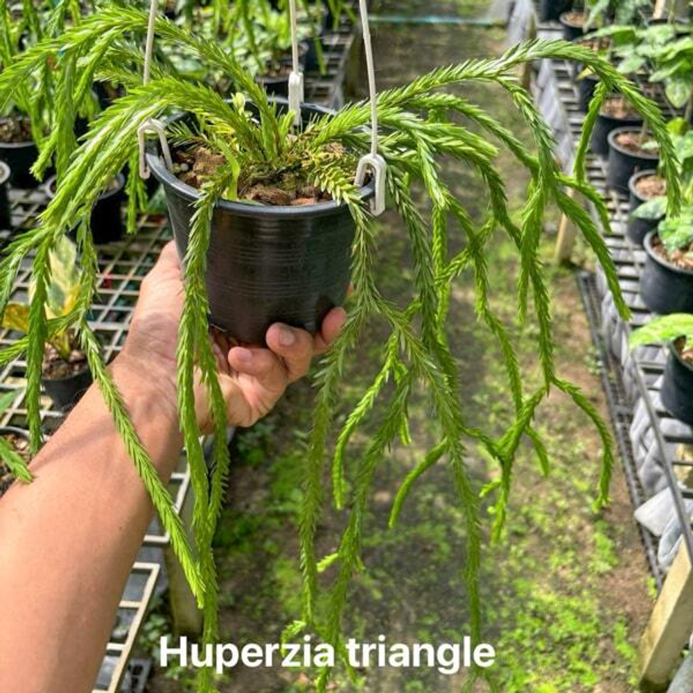 Хуперция H.TRIANGLE SP. 5"