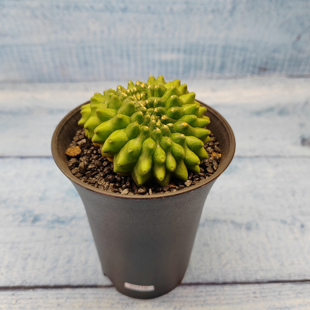 Gymnocalycium Spineless Crested form (Гимнокалициум Кристатный)
