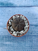 Суккулент Euphorbia Obesa (Эуфорбия)
