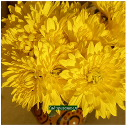 хризантема мультифлора +когда цветет