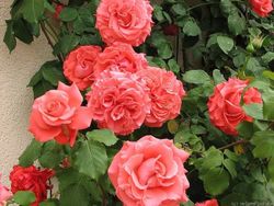 Ди Ди Бриджуотер (Dee Dee Bridgewater)