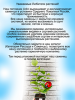 Сирень Красавица Москвы