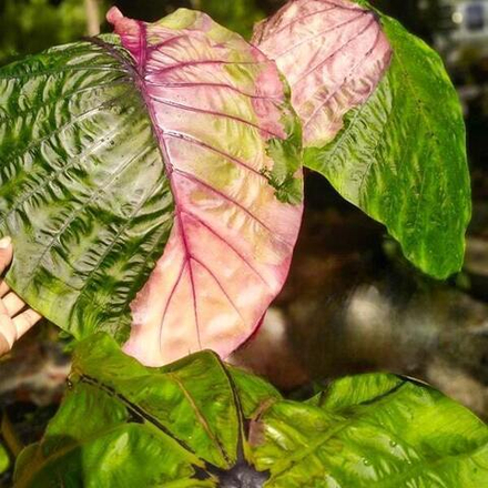 Колоказия ROM YEN