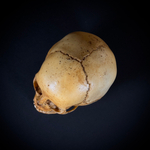 Череп человека ребёнок (анатомическая модель)