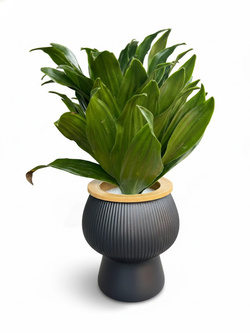 Драцена Sun God д. 11