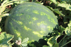 Арбуз Мирза F1 (50шт)  Витагрин Профи