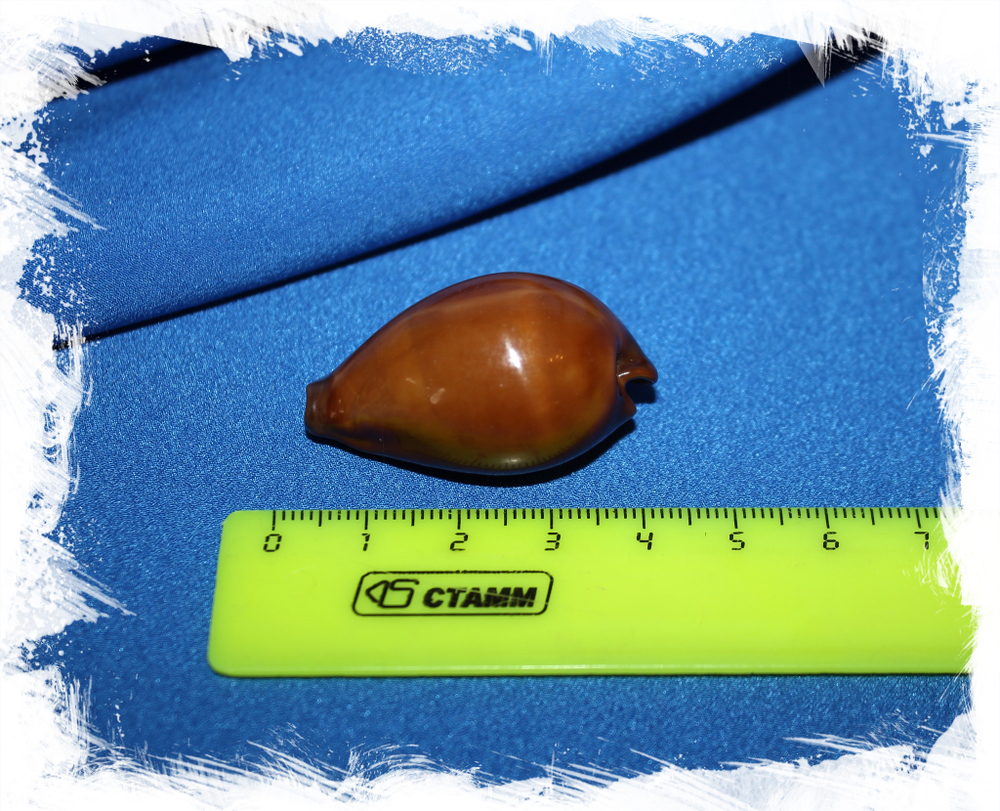 Ципрея адуста (Erronea adusta)