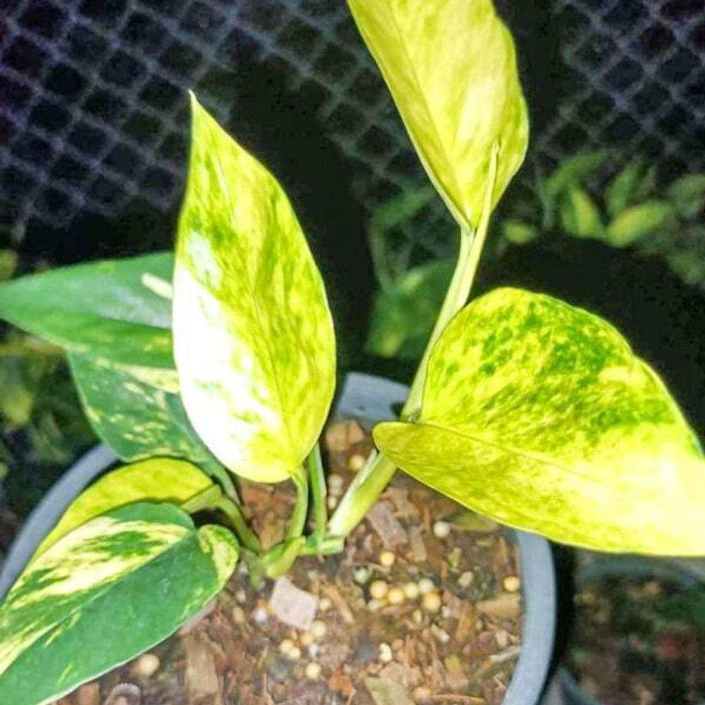 Эпипремнум PINNATUM GOLDEN FLAME