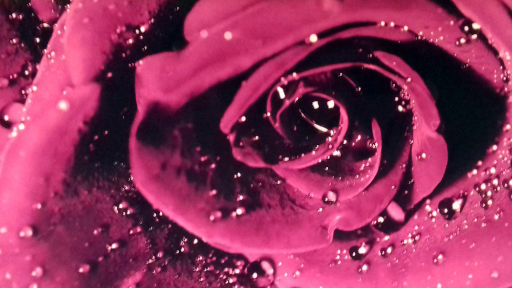 Микровелюр Xpoint (Икспоинт) 0043.02 Роза