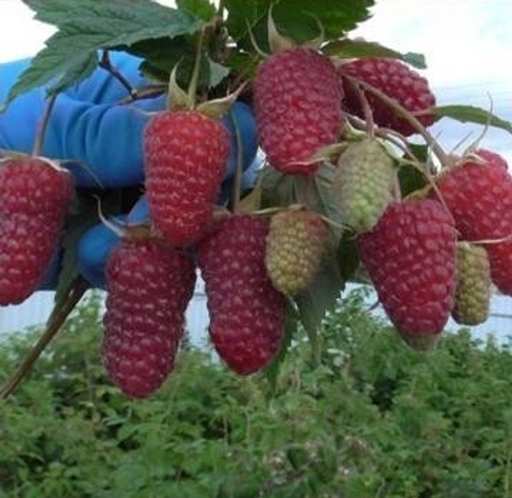 Малина ремонтантная Похвалинка