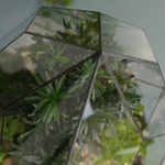 Флорариум бонсай Подокарпус Фаберже