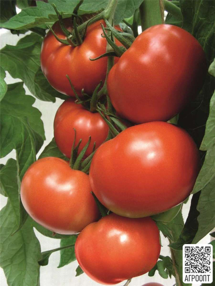 Флетчер F1 семена томата детерминантного (Bejo / Бейо) урожай – фото 2