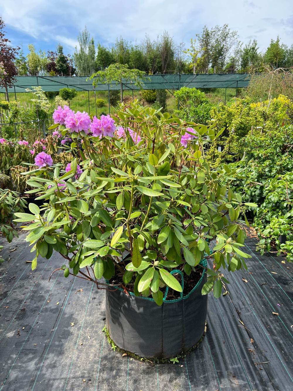 Рододендрон катевбинский Grandiflorum